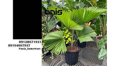 پخش عمده انواع گلدان های پلاستیکی گلخانه ای + قیمت ارزان
